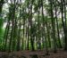 3 Hektar eigenen Wald direkt in Deutschland
