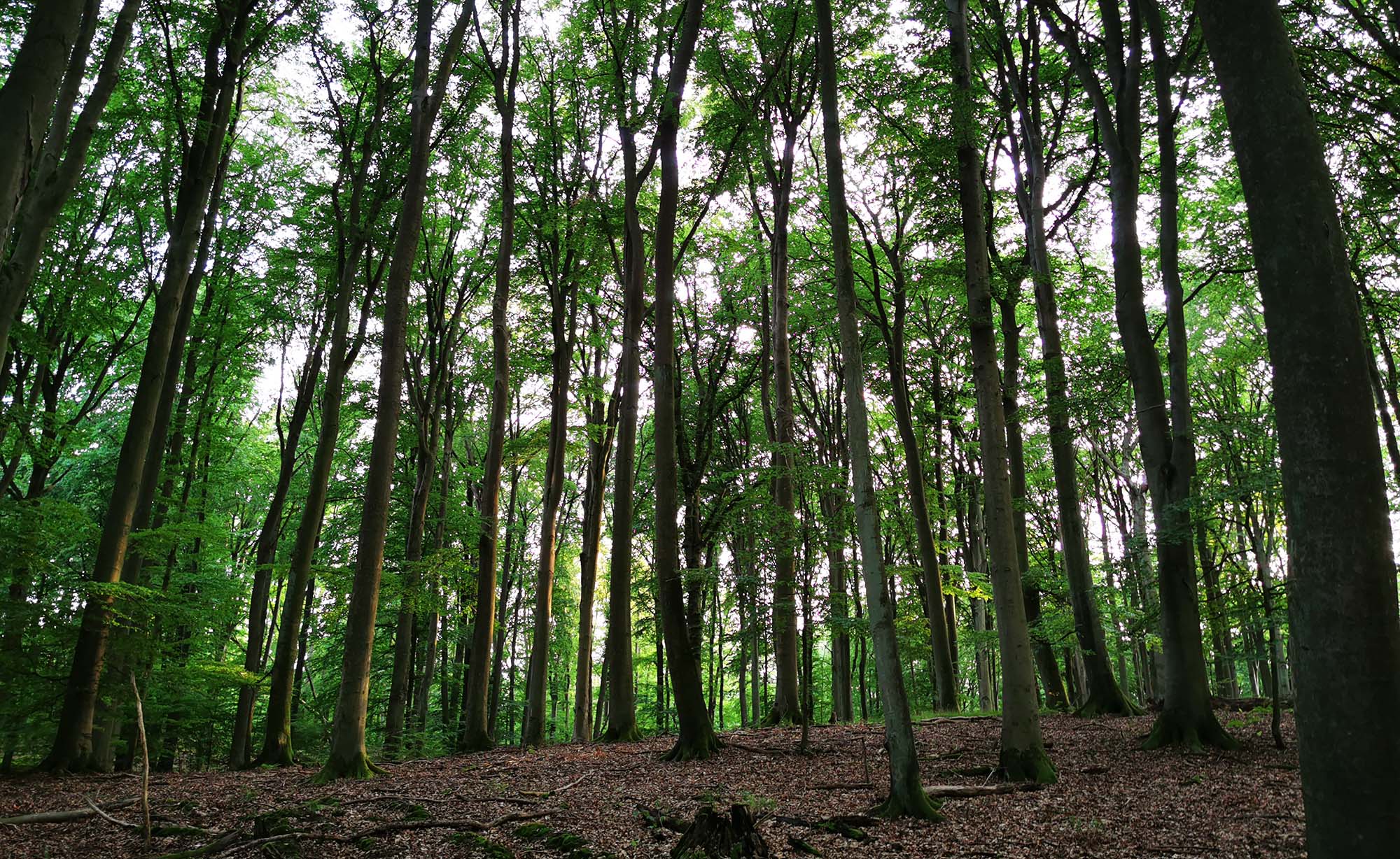 3 Hektar eigenen Wald direkt in Deutschland